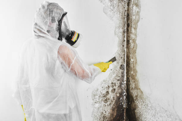 Best Best Mold Removal Companies  in Scotchtown, NY