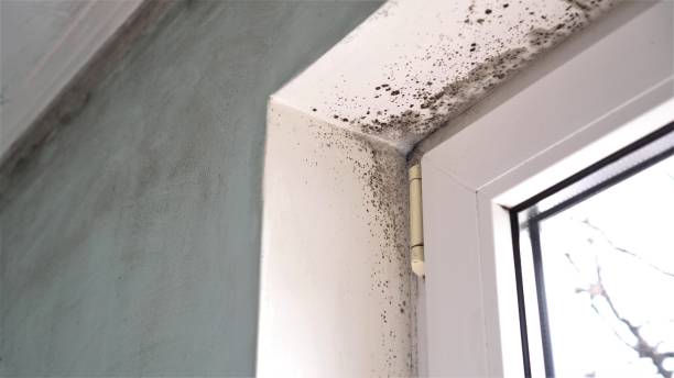 Best Local Mold Removal Service  in Scotchtown, NY