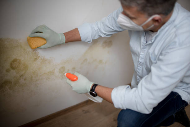 Best Mold Removal Company Near Me  in Scotchtown, NY
