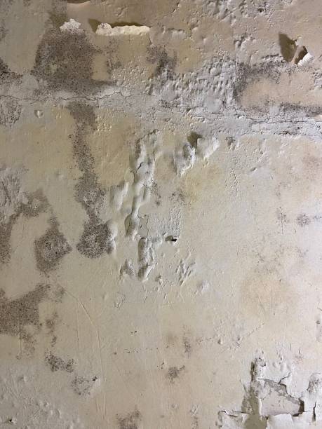 Best Mold Cleaning Services  in Scotchtown, NY