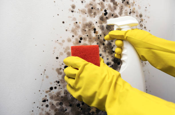 Best Toxic Mold Removal  in Scotchtown, NY