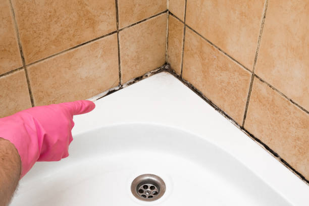 Best Mold Testing and Removal  in Scotchtown, NY