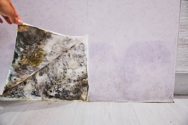 Best Mold Damage Repair  in Scotchtown, NY